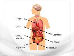 Learn tamilhuman body parts in tamil add missing human body parts. à®¨à®® à®‰à®Ÿà®² à®² à®‰à®³ à®³ à®‡à®¨ à®¤ à®…à®® à®ª à®ª à®¤ à®© à®š à®• à®¸ à®†à®š à®¯ à®¤ à®£ à®Ÿ à®µà®¤à®± à®• à®® à®• à®• à®¯ à®• à®°à®£à®® à®® Human Body Anatomy Facts And Chemical Composition Tamil Boldsky