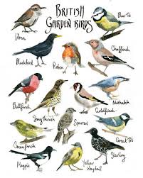 British Garden Birds Bird Drawings Watercolor Bird Bird Illustration