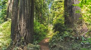 At the end you will find the parking lot with a bathroom. Walk Among Giants 7 Places To See California S Redwoods Hi Usa