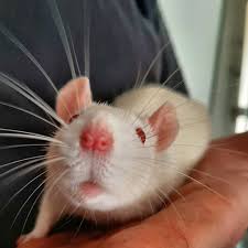 Another Cute Little Boop Nose Rat Ratsofinstagram Ratstagram Ratsofinsta Ratlove Petinstagram Petownerslife Small Pets Pet Owners Service Animal