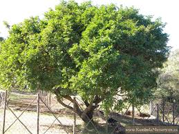 Image result for Schotia