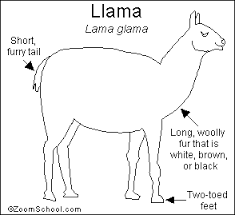 Learn vocabulary, terms and more with flashcards, games and other study tools. Llama Printout Enchantedlearning Com