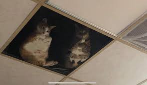 Get free shipping on qualified clear drop ceiling tiles or buy online pick up in store today in the building materials department. Japanese Store Installs Clear Ceiling Tiles For The Cats