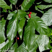 Image result for Rhamnaceae