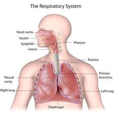 Saluran Pernapasan Dan Bagiannya Halaman All Kompas Com
