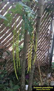 Image result for Sesbania