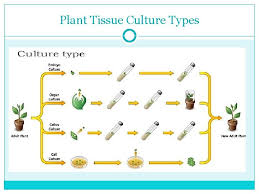 Thus, environmental conditions could make the supply of these secondary metabolites intermittent and heterogeneous. Plant Tissue Culture Topics Covered In This Presentationhistory