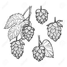 Descargue esta imagen gratuita sobre lúpulo umbela planta trepadora de la vasta biblioteca de imágenes y videos de dominio público de pixabay. Mano Vector Dibujado Lupulo Planta Perfecto Para La Malta Cerveza Inglesa Cerveza Dorada Cerveza De Malta Etiquetas Envases Etc Elemento De Diseno Del Bosquejo Festival De La Cerveza Ilustraciones Vectoriales Clip