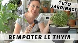 Une incontournable de la cuisine. Planter Le Thym En Pot Plantes Aromatiques En Potager Urbain Youtube