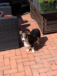 Check spelling or type a new query. Happy Tails Our Best Friends Rescue