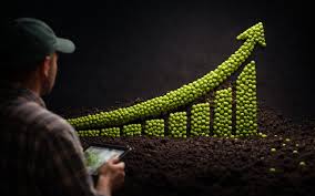 Peas Market: Tur Imports Weigh on Prices, Weather Risk Ahead — CMB News