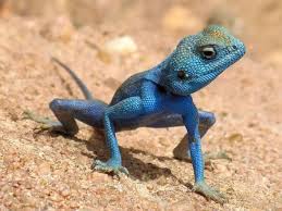 Black And White Lizard Arizona Agama Sinaita Horseshoe Bend Arizona Colorful Lizards Lizard Blue Lizard