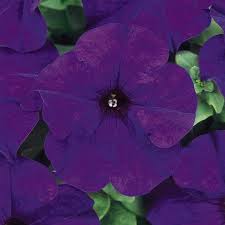 petunia dream series flower garden seed 1000 pelleted seeds midnight color flowers annual blooms single grandiflora petunias