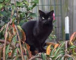 Declawing is the surgical amputation of all or part of a cat's third phalanges (toe bones) and the attached claws. Declawed Cats For Adoption Near Me Petfinder