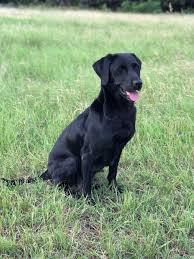 All our puppies come up to date on all age appropriate vaccines, dewormings, akc registration paperwork, health guarantee, health. British Labradors Puppies Gundog Breeder Texas