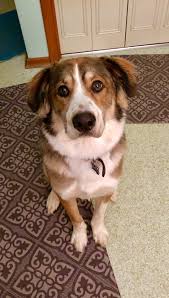 Check spelling or type a new query. My Bernese Border Collie Mix He S Now 2 Years Old Reddit Meet Entei Aww