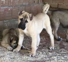 anatolian shepherd dogs anatolian shepherd dog kangal dog anatolian shepherd