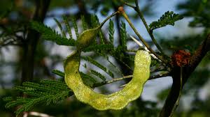 Image result for Acacia tenuispina