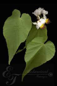 Image result for Sparrmannia
