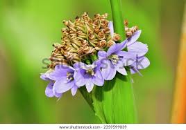 Image result for Monochoria