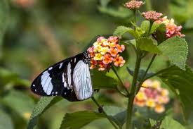 Image result for Plicosepalus amplexicaulis