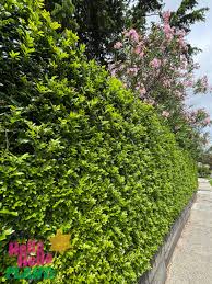 Image result for Murraya