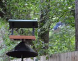 Blue Jay Sneaking Away With A Peanut Wild Birds Bird Blue Jay