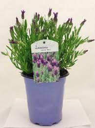 At price chopper (ogdensburg #30) we are committed to providing you with quality and value on the products you need most. Flowers Archives Price Chopper Market 32
