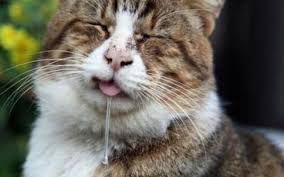 Por Que Mi Gato Babea Mucho 8 Causas
