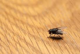 Shop wayfair for small space patio furniture to match every style and budget. How To Get Rid Of Flies On The Patio Quick Solutions 2021