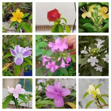 Image result for Barleria ameliae