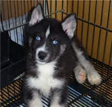 2 male dachsund puppies for sale. The Differences Between A Siberian And A Quality Siberian Pethelpful