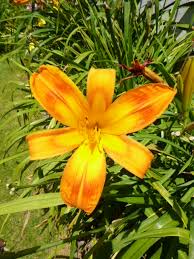 Image result for Deinbollia fanshawei