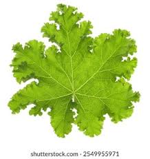 Image result for Malva verticillata