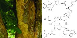 Image result for Cleistochlamys