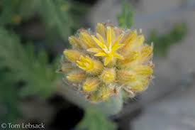 Image result for Blotiella sinuata
