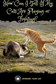 Reason is dogs are just to strong of an animal and may harm the cat even. How Can I Tell If My Cats Are Playing Or Fighting Upgrade Your Cat