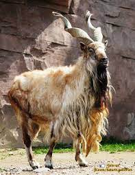 10 Animales Muy Extranos Que Seguramente Desconocias Que Existieran Paperblog Animales Extranos Mascotas Inusuales Animales Locos