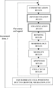 flow chart illustrating model structure boxes with bold