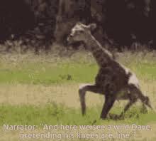 Share a gif and browse these related gif searches. Giraffe Tongue Gifs Tenor