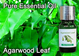 The leaves of the agarwood are just as valuable. Agarwood Leaf Essential Oil Essential Oils Malaysia
