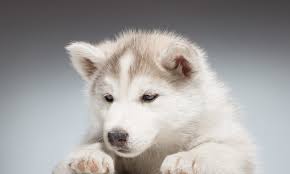 White Husky Top Guide Facts Animal Corner