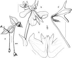 Image result for Disperis reichenbachiana