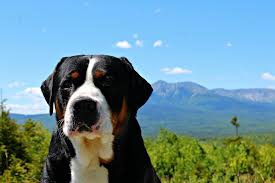 We did not find results for: Greater Swiss Mountain Dog Facts