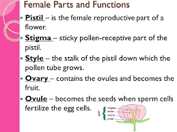 The parts of a flower which are involved in sexual reproduction are there to attract pollinators. Parts And Functions Of A Flower Ppt Video Online Download