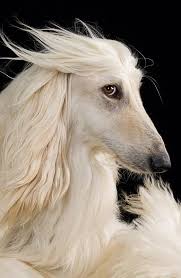 Pictures Afghan Hound Dogs Dog Breeds