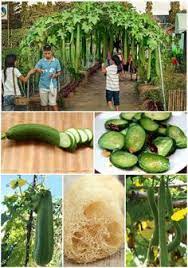 Grow Natural Sponge And Eat It Too Growing Food Garden Food Forest Garden