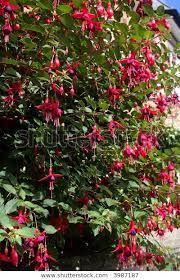 Pin By Gillian Edwards On Dorothea S Garden Flower Garden Beautiful Flowers Garden Inspiration