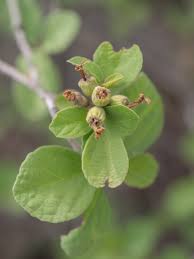 Image result for Cordia monoica