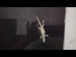 Perkembangbiakan tumbuhan secara vegetatif adalah proses untuk memperbanyak spesies tumbuhan tanpa adanya peleburan atau perkawinan melainkan menggunakan bagian dari tubuh. Cicak Bertelur Kejadian Langka Pada Hewan Youtube